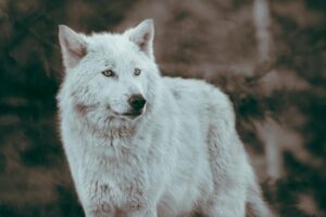 Witte wolf